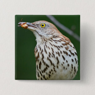 Brown Thrasher w/ Catch Of the Day Gifts Apparel 2 Inch Square Button