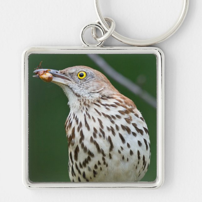 Brown Thrasher w/ Catch Of the Day Gifts Apparel Keychain (Front)