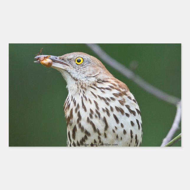 Brown Thrasher w/ Catch Of the Day Gifts Apparel Sticker (Front)