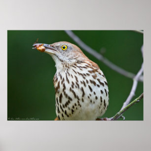 Brown Thrasher w/ Catch Of the Day Poster