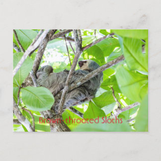 Brown-throated Sloths  Postcard