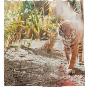 BROWN TIGER IN WALKING GESTURE