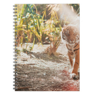 BROWN TIGER IN WALKING GESTURE NOTEBOOK