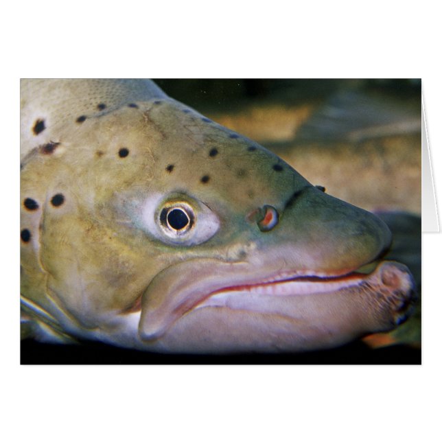 Brown trout (Front Horizontal)