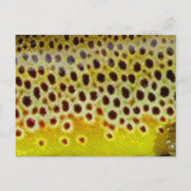 Brown Trout by PatternWear© Postcard (Front)