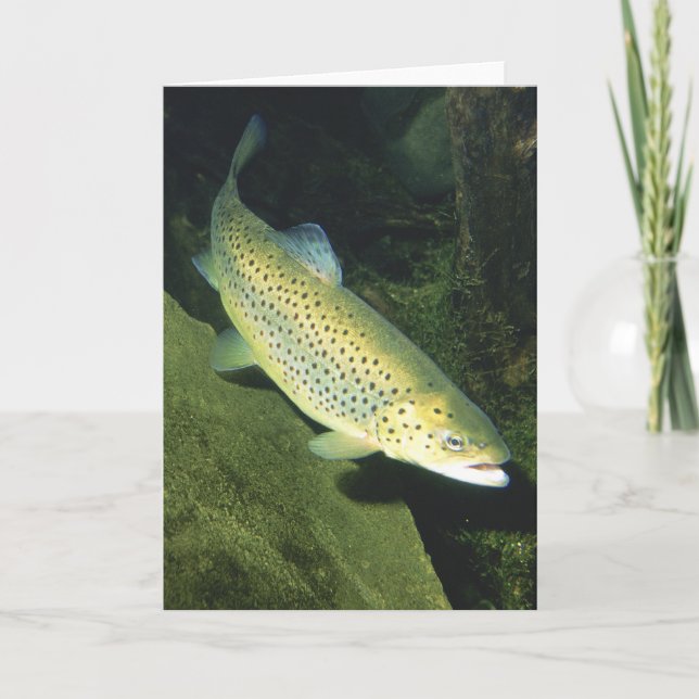 BROWN TROUT CARD (Front)