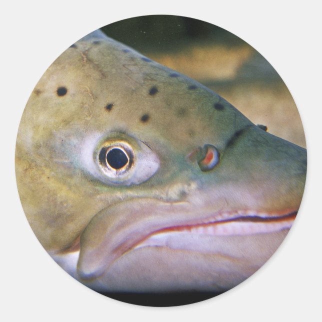Brown trout classic round sticker (Front)