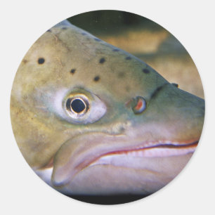 Brown trout classic round sticker
