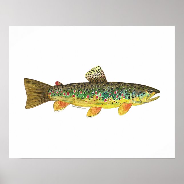 Brown Trout Fishing Poster (Front)