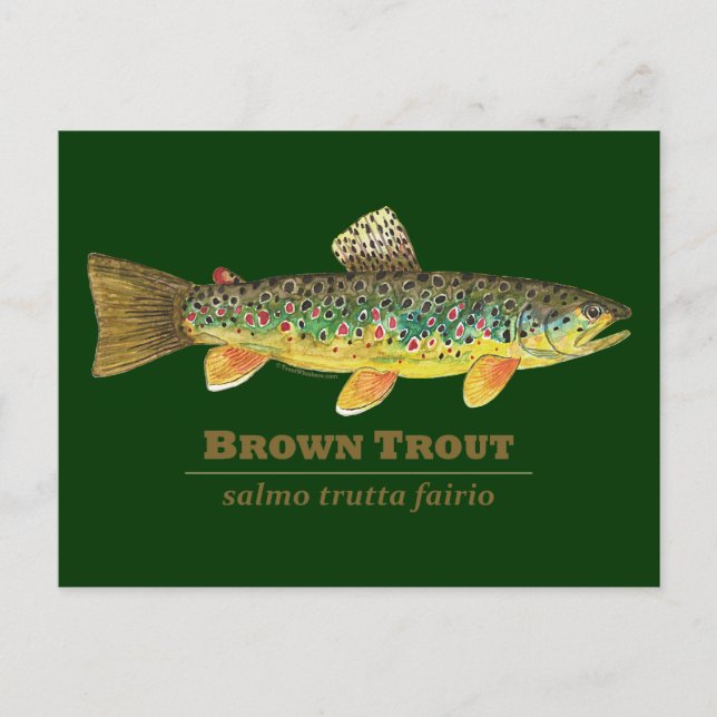 Brown Trout Latin Ichthyology Postcard (Front)