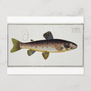 Brown Trout (Salmo Iasustris) plate XXIII from 'Ic Postcard