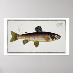 Brown Trout (Salmo Iasustris) plate XXIII from 'Ic Poster