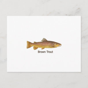 Brown Trout (titled) Postcard