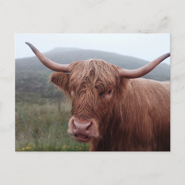 Brown water buffalo in Duirinish, United Kingdom Postcard (Front)