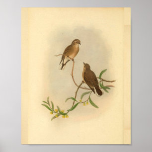 Brown Western Microeca Bird Vintage Print