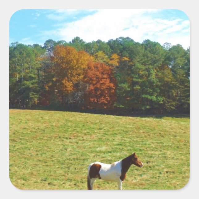 Brown & White horse,autumn trees,blue sky Square Sticker (Front)