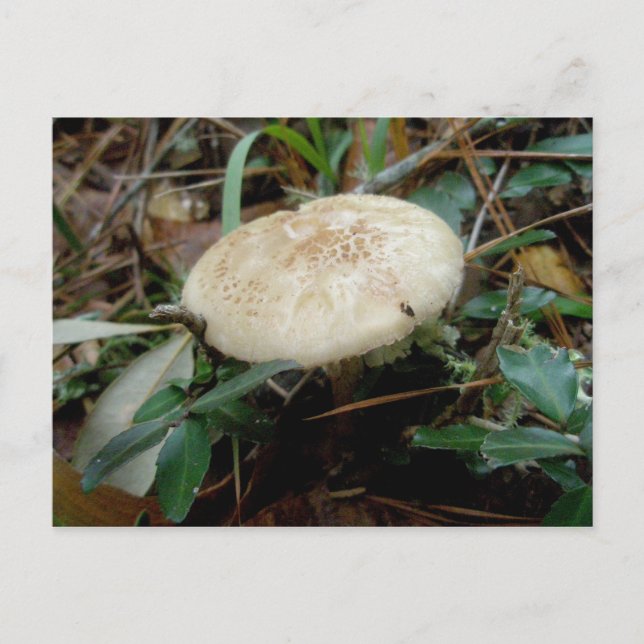 Brown White Mushroom OBX Postcard (Front)