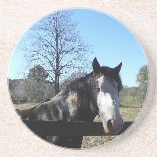 Brown &White, Painted Horse, bright blue sky Coaster (Front)