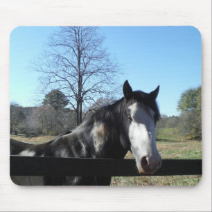 Brown &White, Painted Horse, bright blue sky Mouse Pad