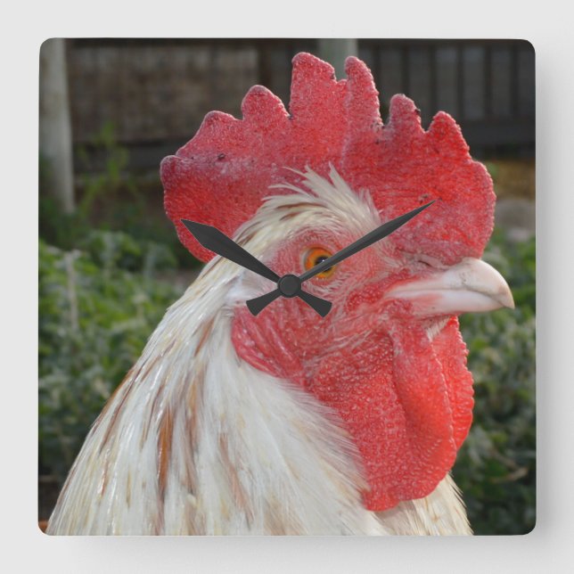 Brown White Rooster Face, Square Wall Clock (Front)