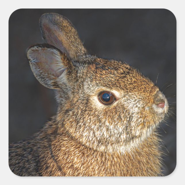 Brown Wild Bunny Rabbit in Sunlight Square Sticker (Front)