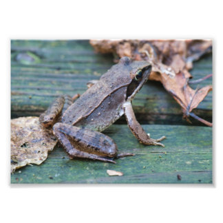 Brown Wood Frog Photo Print