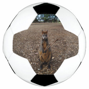 Brown Young Australian Wallaby Eating A Stick, Soccer Ball