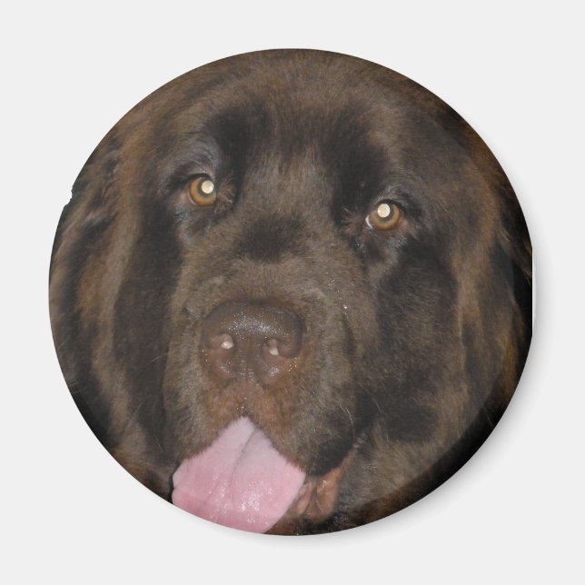 BrownNewf Magnet (Front)