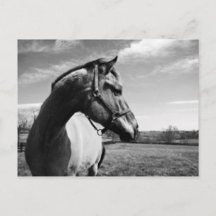 Brownstead Stallion Postcard