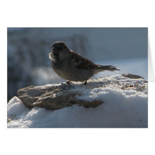 Bruant dans la neige