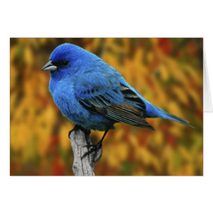 Bruant indigo mâle, Passerina cyanea