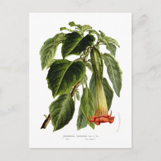 Brugmansia sanguinea (Angel's trumpet) Postcard