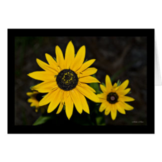 Bruit jaune de marguerite