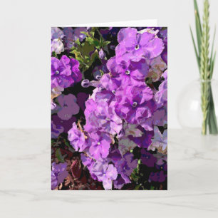 Brunfelsia Card