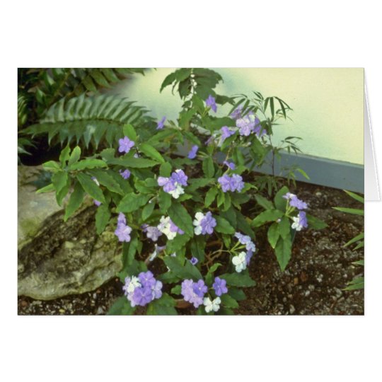 Brunfelsia Pauciflora Eximia (Yesterday, Today & T Card