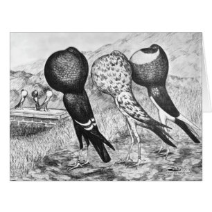 Brunner Pouter Pigeons