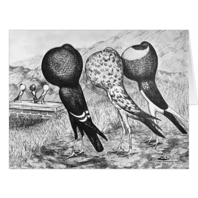 Brunner Pouter Pigeons (Front Horizontal)