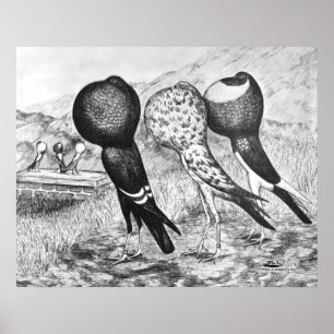 Brunner Pouter Pigeons Poster