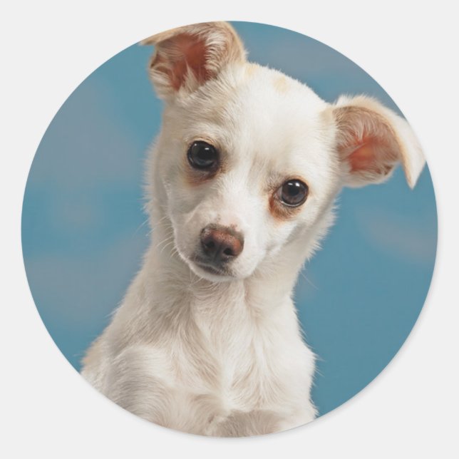 Bruno the Chihuahua Puppy Classic Round Sticker (Front)