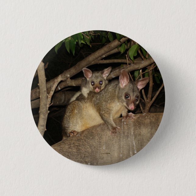 Brushtail Possums 2 Inch Round Button (Front)