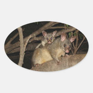 Brushtail Possums Oval Sticker