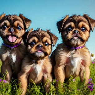 Brussel Griffon Puppies Customizable Beach Towel