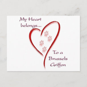 Brussels Griffon Belongs Postcard