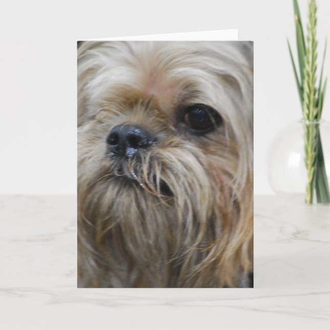 Brussels Griffon Greeting Card (Front)