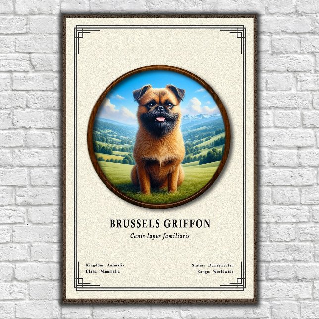 Brussels Griffon Zoology Series Poster (Creator Uploaded)