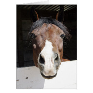 Brwon et cheval blanc dans la grange