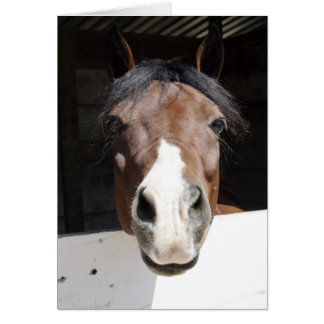 Brwon et cheval blanc dans la grange