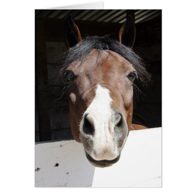 Brwon et cheval blanc dans la grange (Devant)