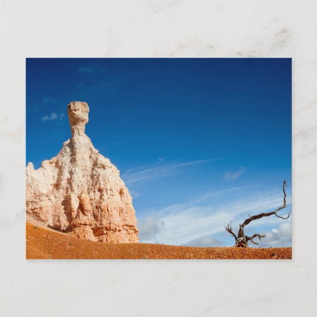 Bryce Canyon NP - Gnome and a tree postcard (Front)