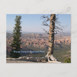 Bryce Canyon Postcard